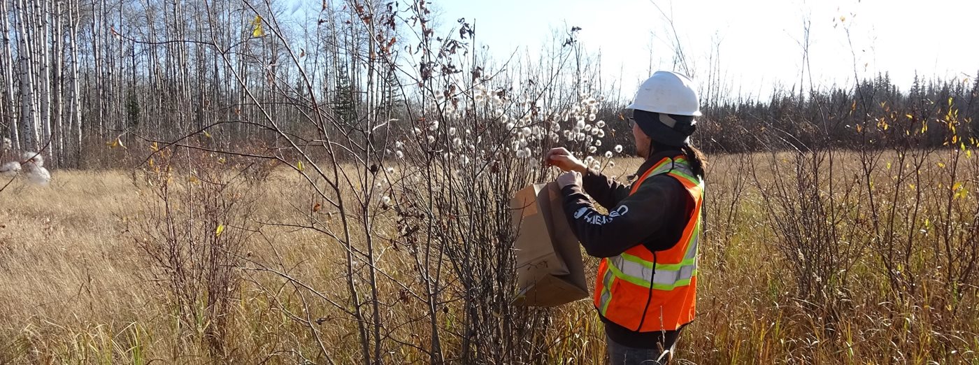 boreal environment research